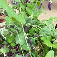 ツタンカーメンのエンドウ豆,ムラサキエンドウ,プランター野菜,まだまだ初心者,プランター菜園の画像