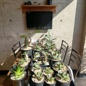 ユーフォルビア,塊根植物,コーデックス,ビザールプランツ, サボテンの画像