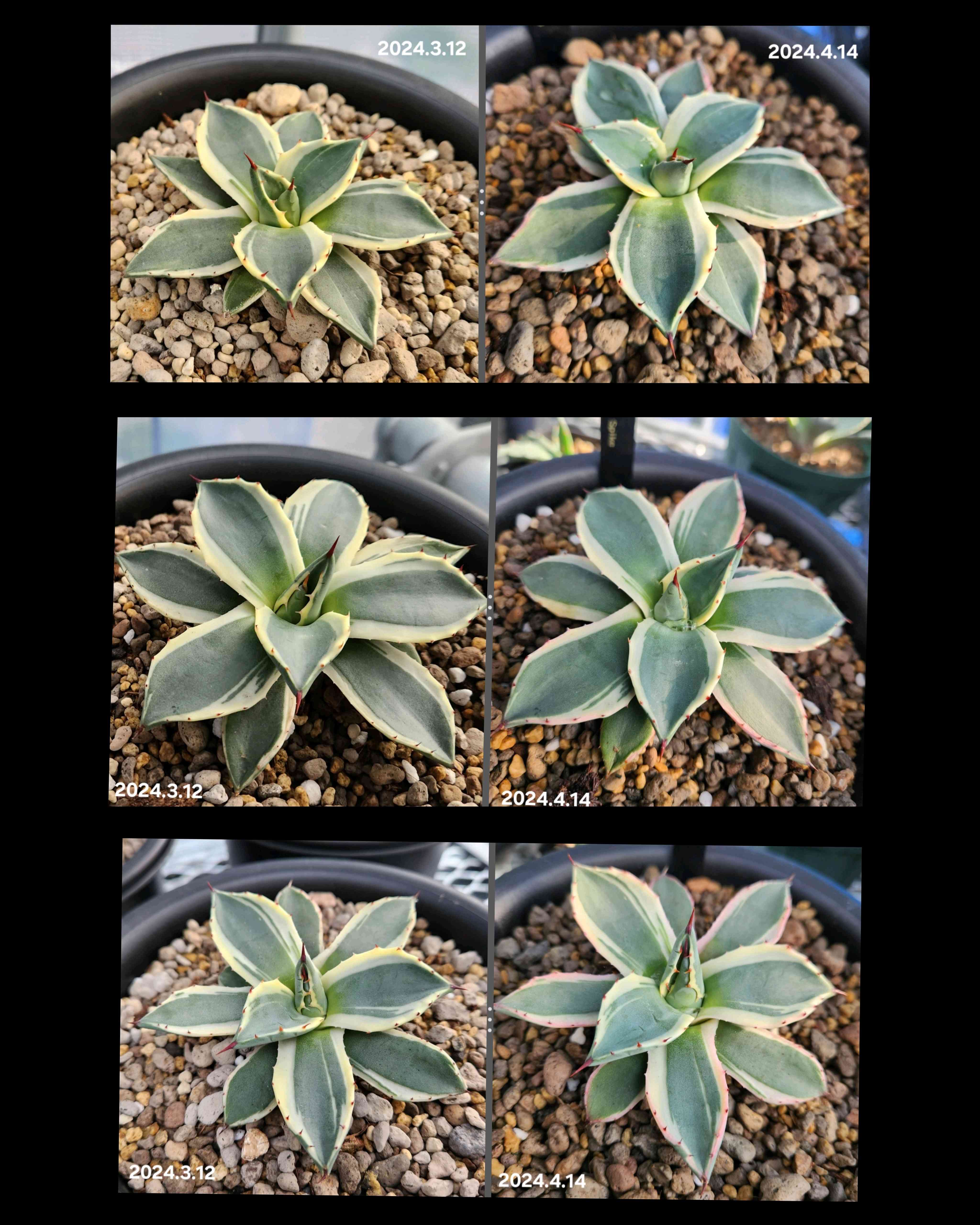 アガベ ブルーフレームの一覧｜🍀GreenSnap（グリーンスナップ）