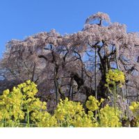 桃源郷,しだれ桜,三春の滝桜,磐梯山,日中線しだれ桜の画像