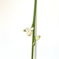 オリヅルラン,オリヅルラン,観葉植物,DAISO,お留守番の画像