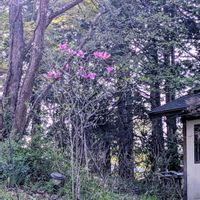 モクレン,柿の木,水仙,スイセン　タリア,マグノリアの画像