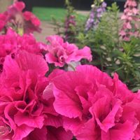 八重咲きペチュニア,アンゲロニア セレニータ,寄せ植え,花壇,ガーデニングの画像