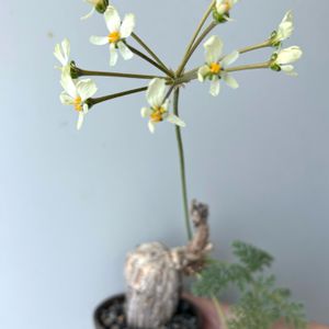 塊根植物,開花,コーデックス,珍奇植物,ビザールプランツの画像