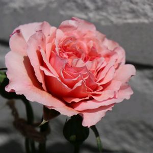 薔薇,薔薇　ウイリアムモーリス,花のある暮らし,花が好き,花の好きな方と繋がりたいの画像