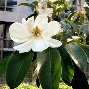 タイサンボク,白い花,小さな幸せ♡,甘い香り,木に咲く花の画像