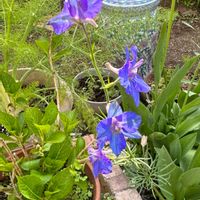 チドリソウ,ガーデニング,紫の花,こぼれ種,花のある暮らしの画像