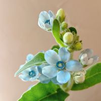 オキシペタラム ブルースター,日比谷花壇,花のある生活,切り花を楽しむの画像