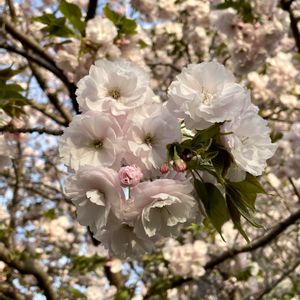 八重桜,ヤエザクラ,植栽,木の花,落葉高木の画像