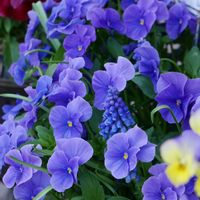 ムスカリ,ビオラ,よく咲くスミレ,よく咲くスミレ・ブルーフィズ,鉢植えの画像
