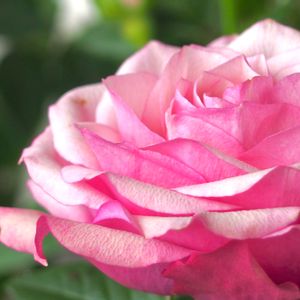 タマラコルダナ,花のある暮らし,ありがとう,バラ・ミニバラ,ばら バラ 薔薇の画像