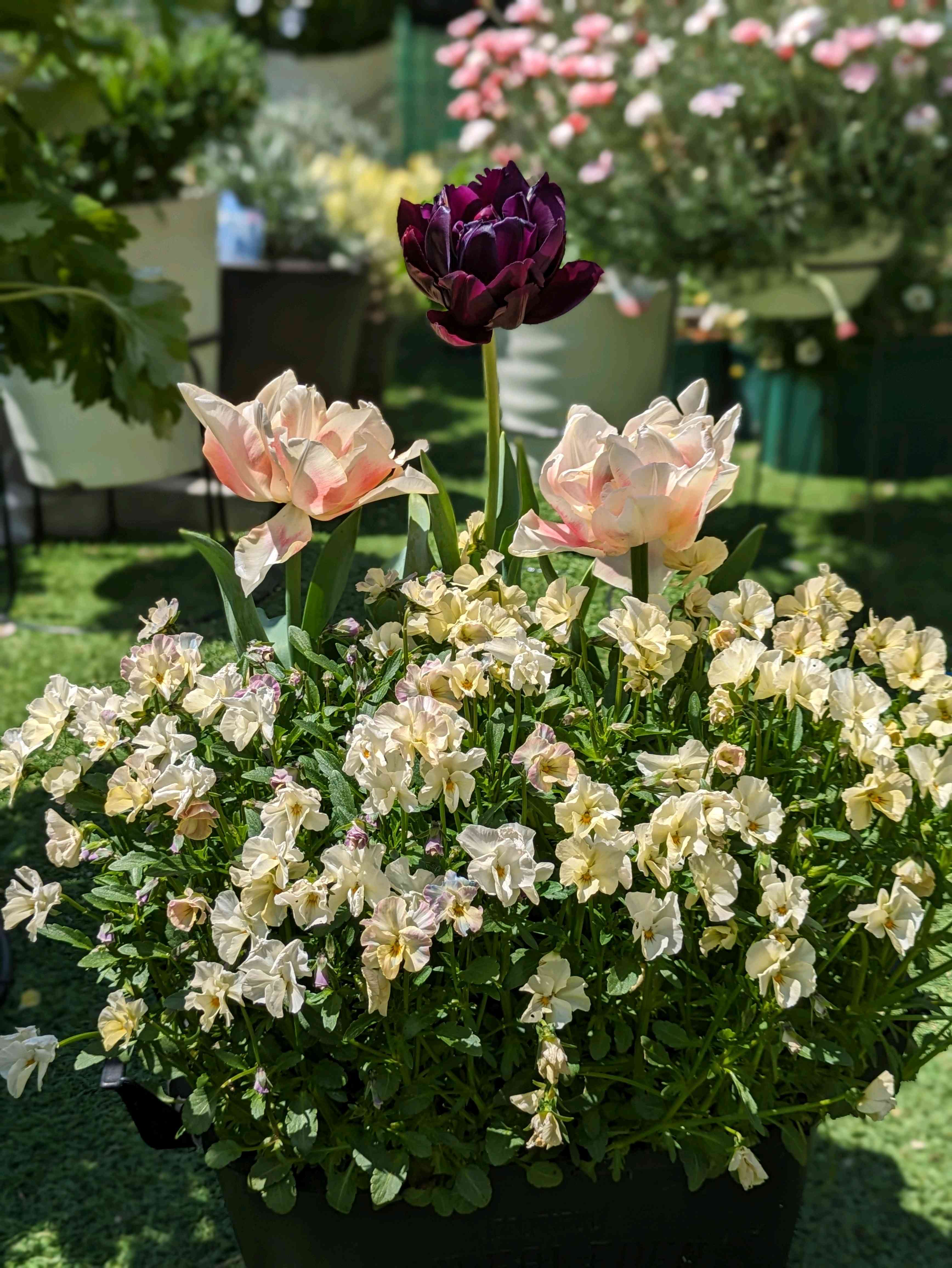 ダブルデッカーの投稿画像 by sorataさん｜チューリップ スプリング