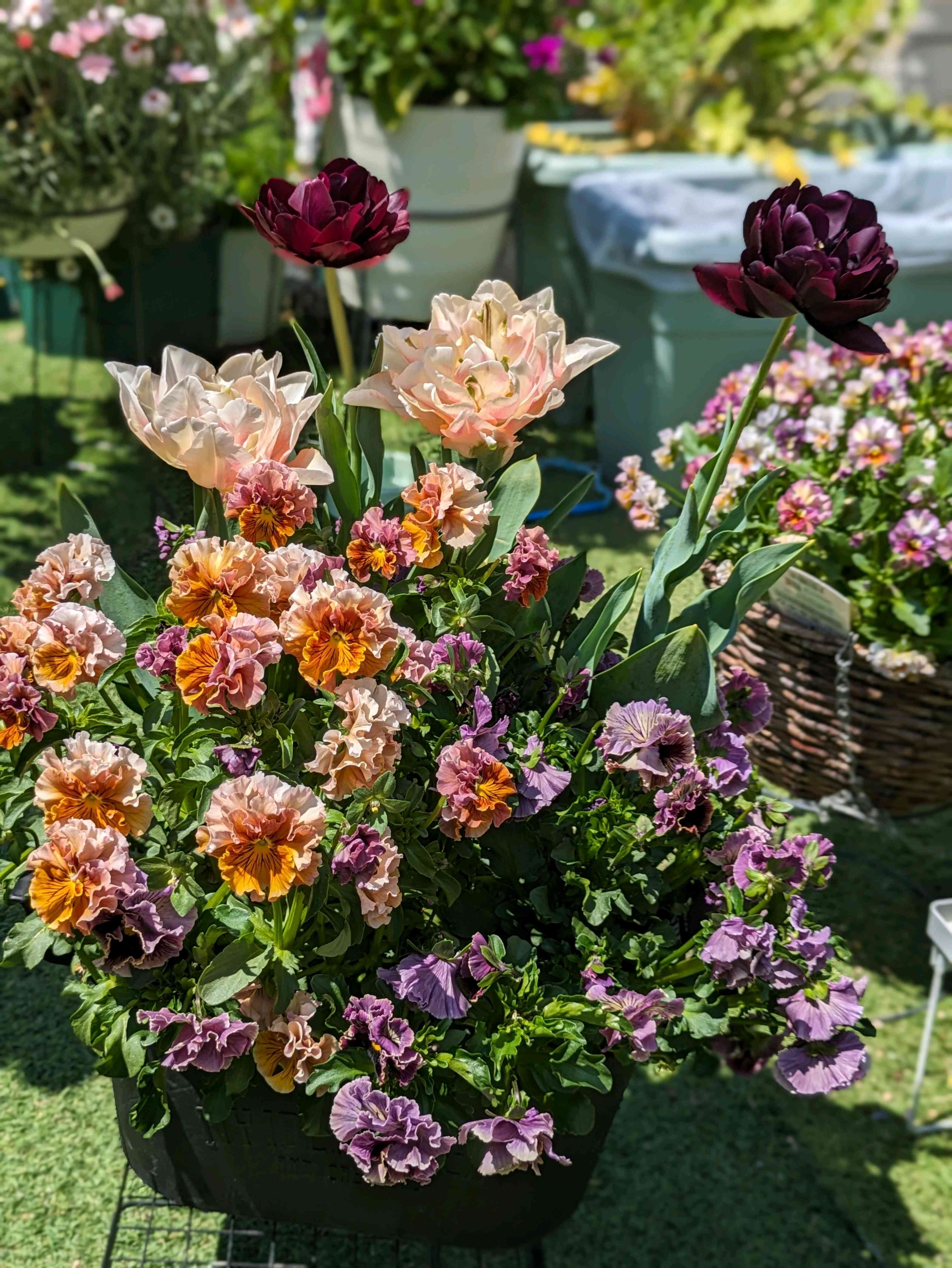 山採り天然　ツリバナ２本立ち　2 ダブルデッカーの投稿画像 by sorataさん｜チューリップ スプリング