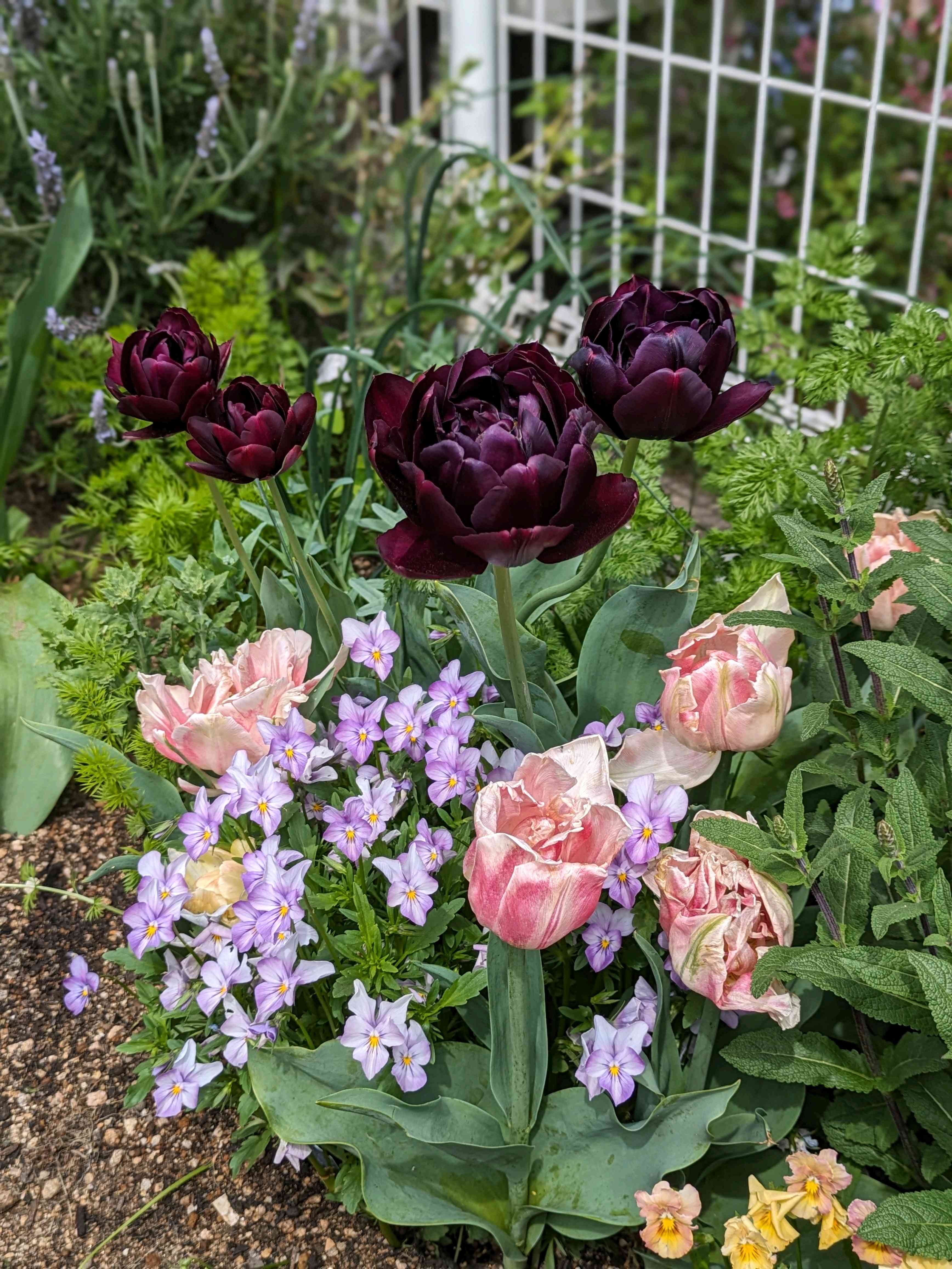 ダブルデッカーの投稿画像 by sorataさん｜チューリップ スプリング