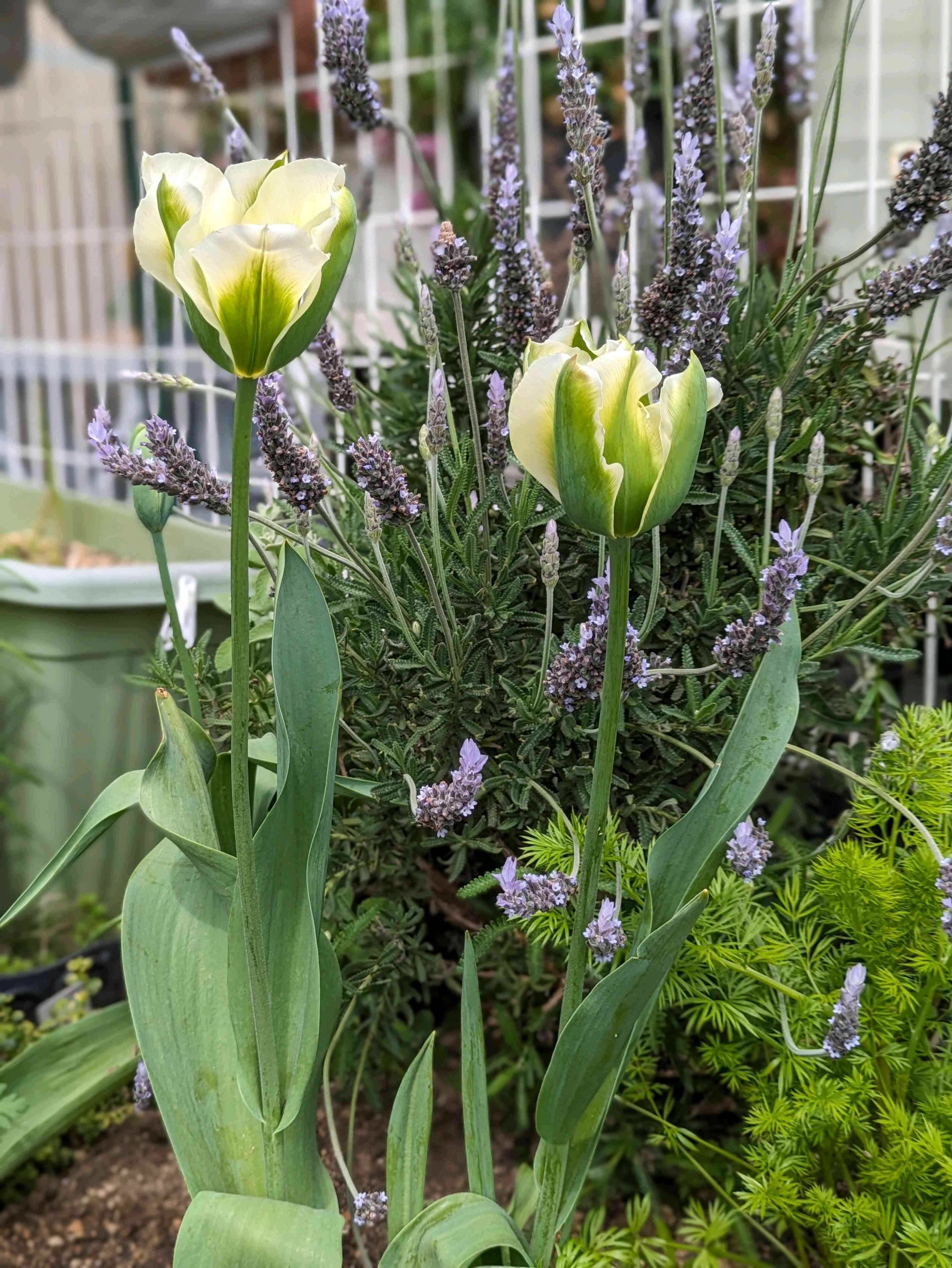 ダブルデッカーの投稿画像 by sorataさん｜チューリップ スプリング