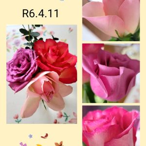 バラ、薔薇、ばら,花のある暮らし,北海道,春の訪れ,バラ・ミニバラの画像