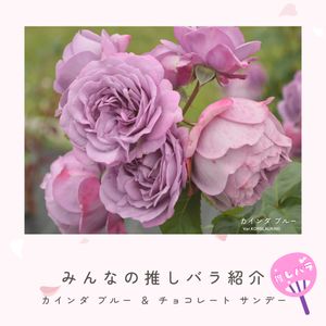 バラ,チョコレート サンデー,バラ　カインダ ブルー,京成バラ園芸,バラのある暮らしの画像