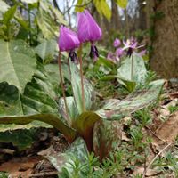カタクリ,山野草,野草,スプリングエフェメラル,お出かけ先の画像