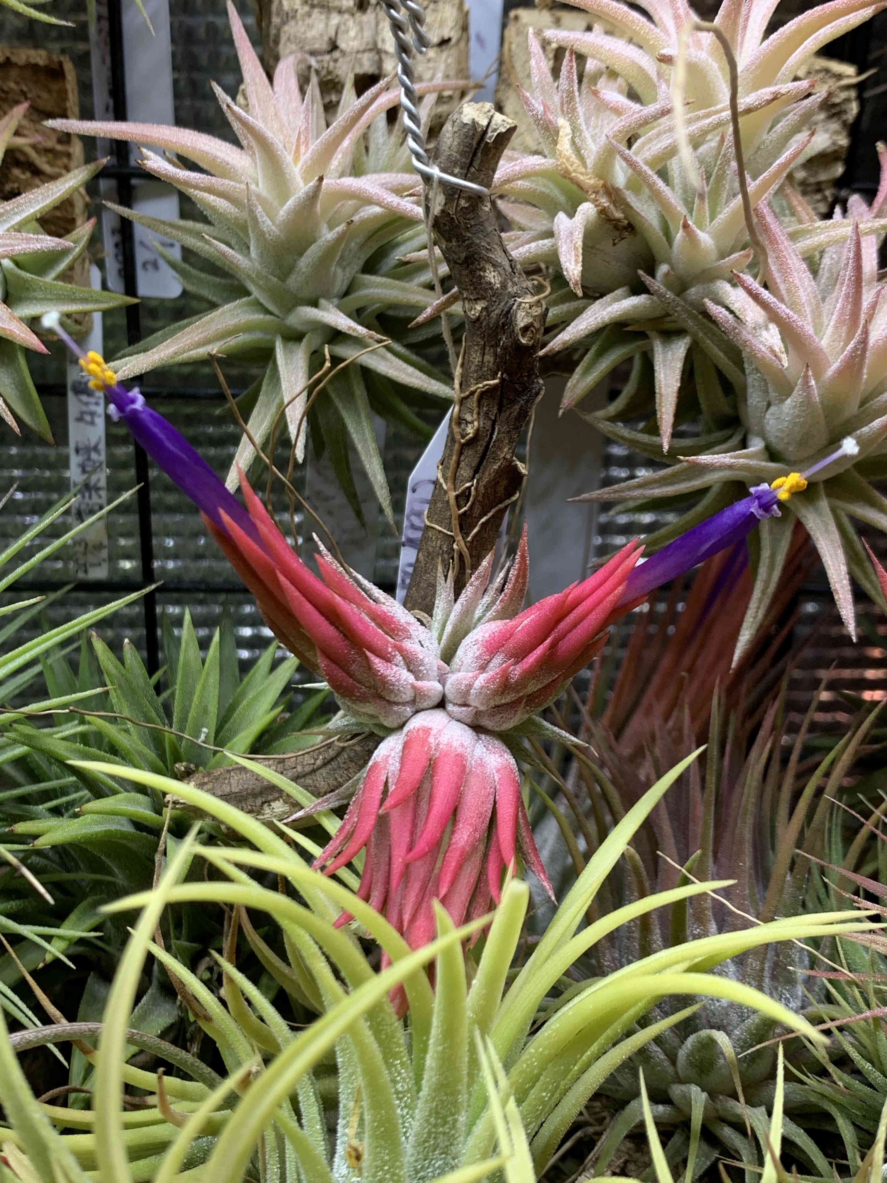 Best In Class' x ionantha〔エアプランツ〕T3673 ブロメリア