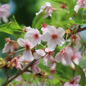 サクラ,ソメイヨシノ,温室,さくら 桜 サクラ,お花を楽しむの画像