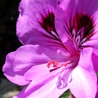 ペラルゴニウム,ピンク,大好きな花,シルエット❤︎,風の中の画像