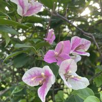 ブーゲンビリア,ピンク色の花,南国の花,お出かけ先の画像