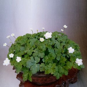 三河雲竜椿,山野草,可愛い〜♡,白花,可愛い花の画像