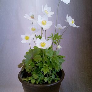 アヤメ,山野草,可愛い〜♡,白花,可愛い花の画像