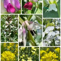 春菊,ソラマメ,灯台草（とうだいぐさ）,シュンギクの花と蕾,開花中の画像