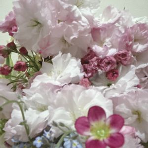 サクラ,ワスレナグサ,八重桜,アレンジ,フラワーアレンジメントの画像