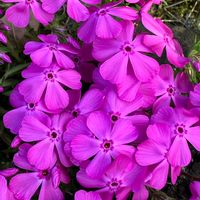 シバザクラ,ピンクの花,庭の画像