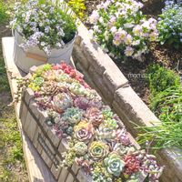 プラティフィラ,ミックスベリア　ブルーベリームーン,ドドランタリスのお花,多肉植物,多肉植物寄せ植えの画像