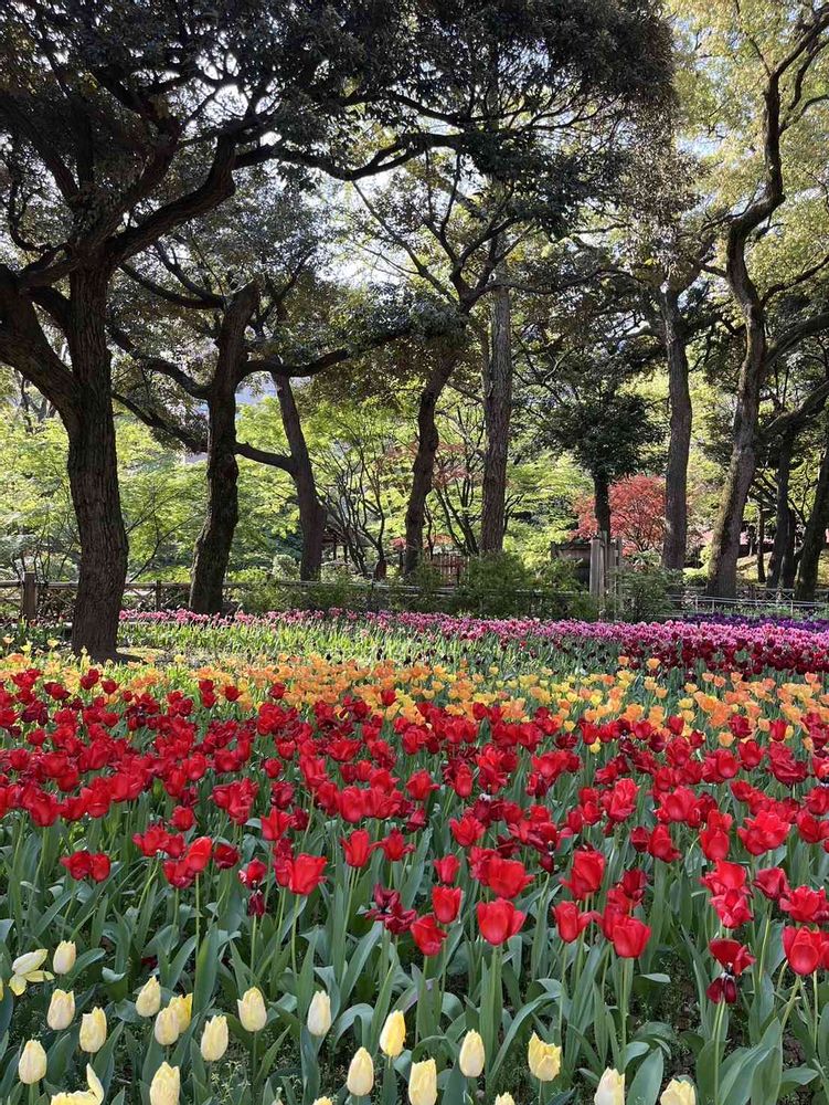 さゆりさんの横浜公園への投稿