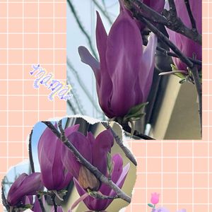 モクレン,紫木蓮（しもくれん）,地植え,お散歩,紫色の画像