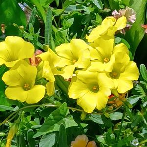 黄モッコウバラ,オオキバナ カタガミ,鉢植え,地植え,花のある暮らしの画像