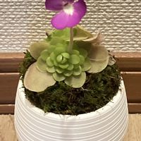 ムシトリスミレ,食虫植物,開花,４月の画像