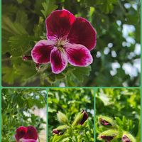 ペラルゴニウム,真っ赤な火曜日,チーム千葉✿︎,秘密の花園♡,愛の花♡の画像