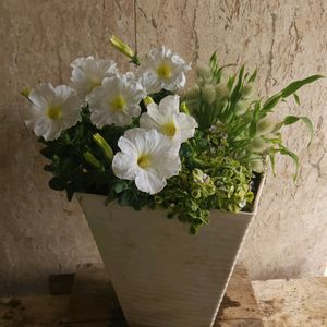 ラグラス,ペチュ二ア,白い花,おうち園芸,斑入りカーペットカスミソウの画像