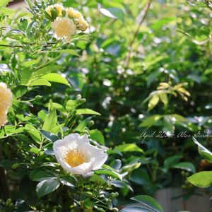 バラ,黄モッコウバラ,ナニワノイバラ,地植え,黄色い花の画像