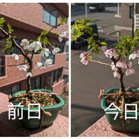 富士桜　湖上の舞,盆栽,北海道,雑木の画像