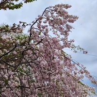 キンカン,スイセン,チューリップ,タンポポ,枝垂れ桜の画像