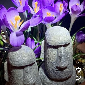 クロッカス,大福丸,サボテンの花,ベランダ多肉,サボテン☆の画像