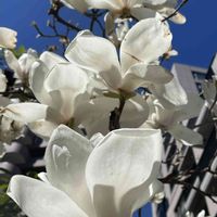 モクレン,マグノリア,白木蓮,シモクレン(紫木蓮),白い花の画像