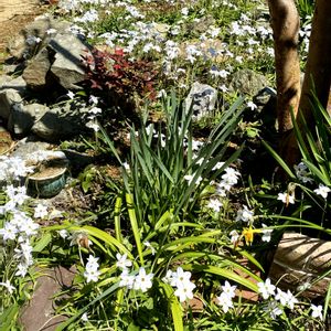 花韮（はなにら）,小さな庭,玄関アプローチの画像