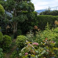 ツバキ,ホテイアオイ,新緑の庭で,庭木いろいろです,新芽の画像