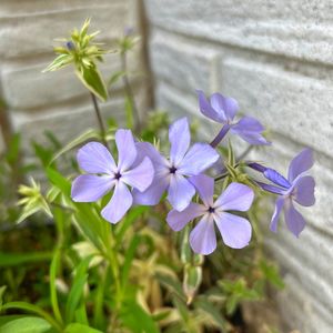 フロックス　モンテローザトリカラー,寄せ植え,玄関先,紫色の花の画像