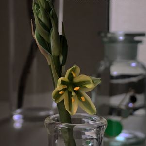 アルブカ コンコルディアナ,球根植物,花瓶,アルブカ属,平和を願う☆の画像