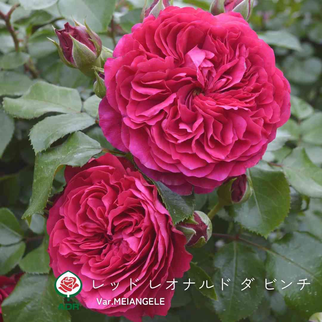 バラの投稿画像 by 京成バラ園芸(株)バラ営業部さん｜薔薇と修景バラと