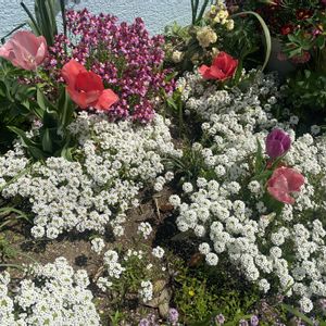 チューリップ,ネメシア,ルピナス,春の花,スーパーアリッサムの画像