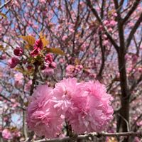 ヤエザクラ (八重桜),花のある暮らし,GSアダルトチーム,空が青い☀️の画像